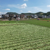 新田:芥菜迎首茬采收 “一年三茬”轮作串起增收链
