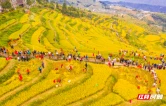 秋日限定！怀化溆浦山背花瑶梯田10月11日邀你赴丰收盛宴