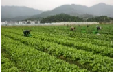 探寻永州蔬菜的“鲜”行密码
