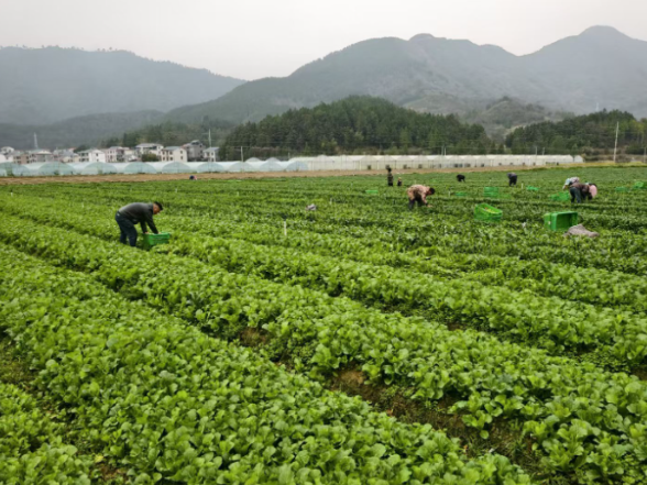 探寻永州蔬菜的“鲜”行密码