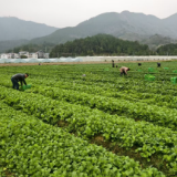 探寻永州蔬菜的“鲜”行密码