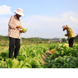 江永:秋季芥菜喜获丰收 轮作土地生出“致富菜”