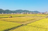 新田：良种助力晚稻丰收（组图）