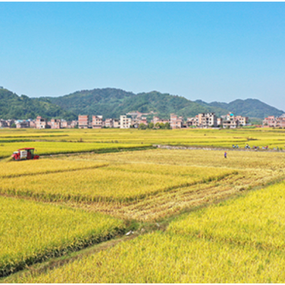 新田:良种助力晚稻丰收(组图)