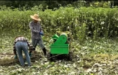 桑植县上洞街乡：疏堵结合抓禁烧 守护秋收“蓝天底色”