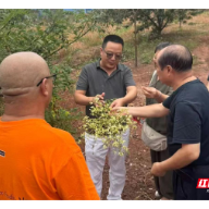 南华大学退休老党员发挥余热 助力衡阳县金槐产业
