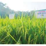 “一次杂交，代代可用” 我国杂交水稻育种实现重大突破