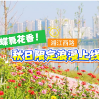 视频丨蝶舞花香！冷水滩区湘江西路秋日限定浪漫上线