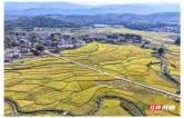组图 | 湖南常宁：晚稻迎丰收