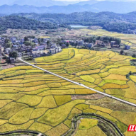 组图 | 湖南常宁：晚稻迎丰收