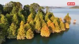 资兴市：东江湖畔水杉红 湖光秋韵醉游人