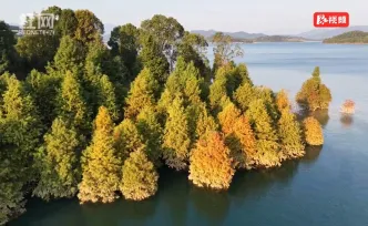 资兴市：东江湖畔水杉红 湖光秋韵醉游人