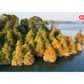 资兴市：东江湖畔水杉红 湖光秋韵醉游人
