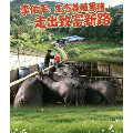 李佑平：养殖生态黑猪 蹚出致富新路