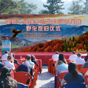 南山深处，100羽“凤凰”归林