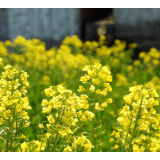 湖南发布2026年油菜种植推荐品种