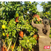桃源县漆河镇：“金枝”结出满园“金柚”