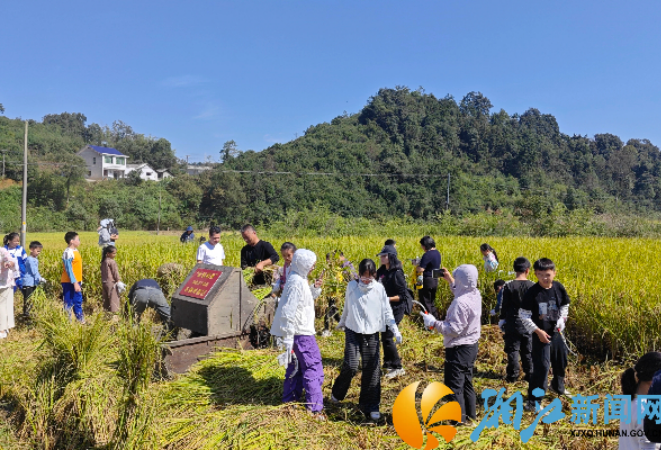 金秋稻香润童心 田间课堂话丰收