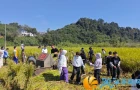 金秋稻香润童心 田间课堂话丰收