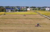 守住田间“烟火关”，攸县万顷田畴焕新颜