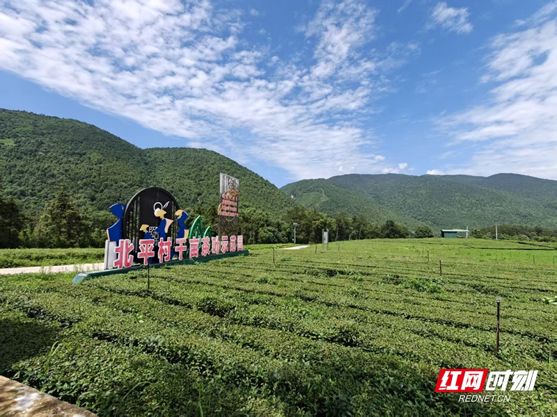 美文欣赏｜茶岭橘山稻油香