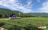 美文欣赏｜茶岭橘山稻油香