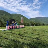 美文欣赏|茶岭橘山稻油香