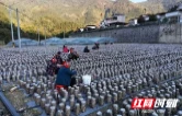 新田：瑶寨菌棒挂“黑金” 小木耳撑起共富伞