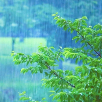 随笔丨熊非鱼:去见一场好雨