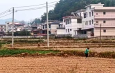 洞口县石柱镇：稻油轮作巧衔接“冬闲田”变成“增收田”