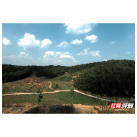 走访长沙县乡野，解码新媒体时代乡村新职业的成长密码