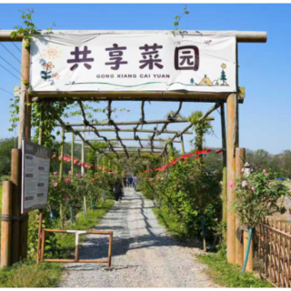 “镇”能量｜潭水河畔，“共享菜园”种出了春天