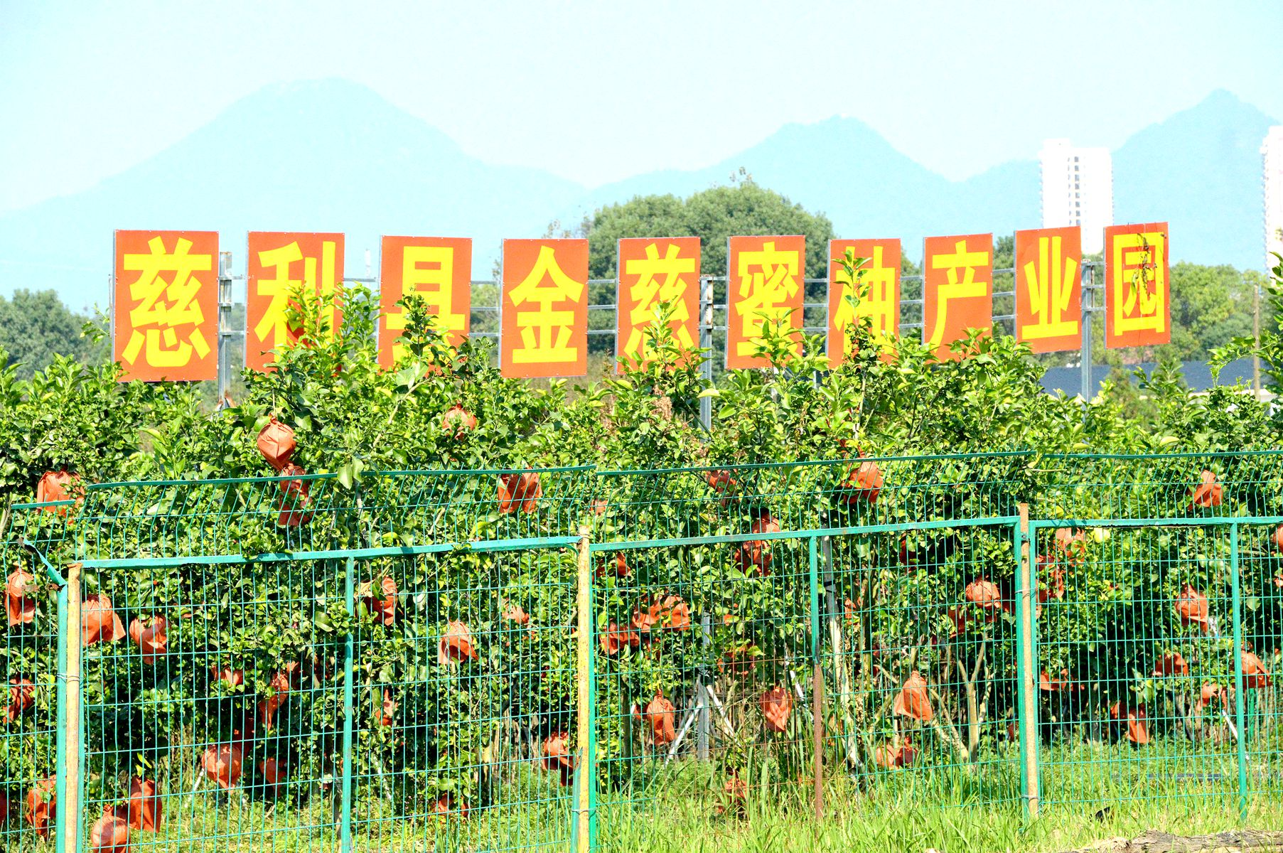 慈利县:又到“柚香”满园时