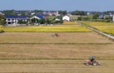 攸县：疏堵结合打好秸秆禁限烧攻坚战 万顷田畴绘就生态新画卷
