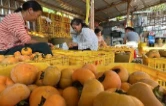 江永：瑶乡月柿挂满枝 丰收采摘正当时
