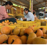 江永：瑶乡月柿挂满枝 丰收采摘正当时