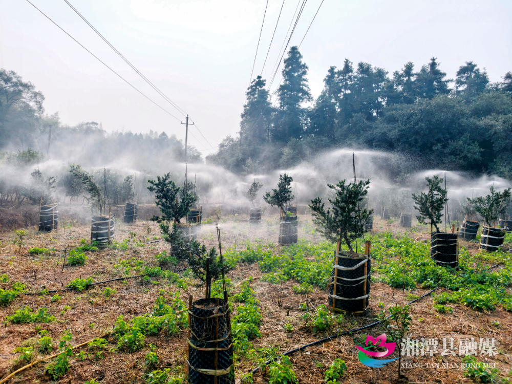 湘潭县“90后”刘楚南：扎根乡土育苗木