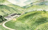 桑植白茶六联系列海报｜一叶绽山海・白茶兴桑植