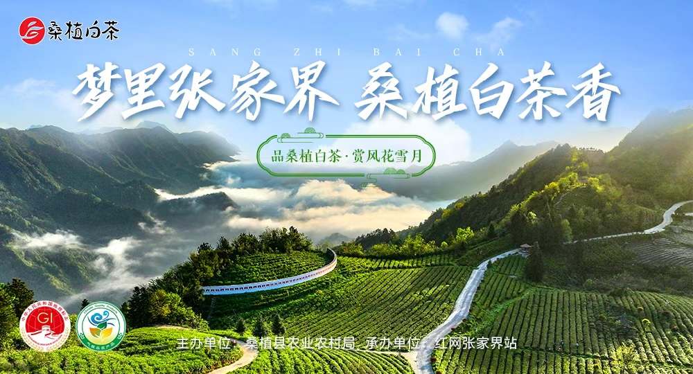 “桑植白茶”频道上线 打造品牌传播“线上根据地”