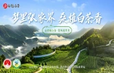 “桑植白茶”频道上线 打造品牌传播“线上根据地”
