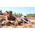 临武县：玉竹丰收采收忙 山间药草变“黄金草”