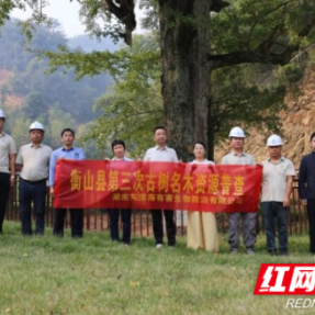 寻访百年古树 衡山县全面开展第三次古树名木资源普查
