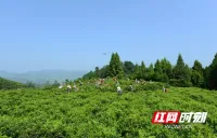 湖南4项传统农业系统入选第八批中国重要农业文化遗产名录