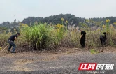 张家界市农业农村局：抢抓花期防控关键时节  筑牢生物安全防线