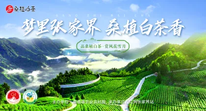 “桑植白茶”频道