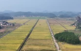 道县：生态晚稻开镰收割 绿色种养喜获丰收