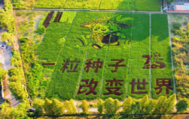 芙蓉365｜青禾载志