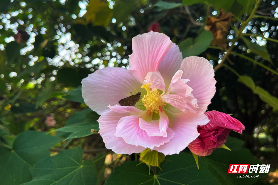衡阳：木芙蓉开 秋染寻常