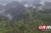 龙秀姣：一脉茶香兴苗岭 一片初心薪火传