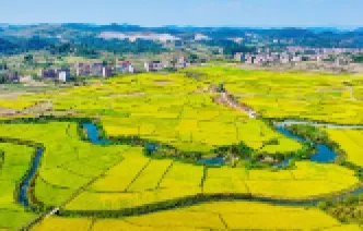 湖南新田：沃野金黄 丰收画卷（组图）